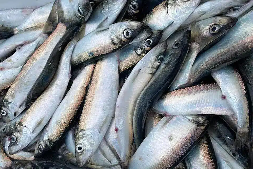 Herring