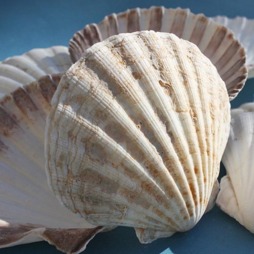 King scallop shell 5 10191 p